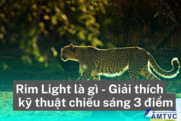 Rim Light là gì Giải thích kỹ thuật chiếu sáng 3 diểm